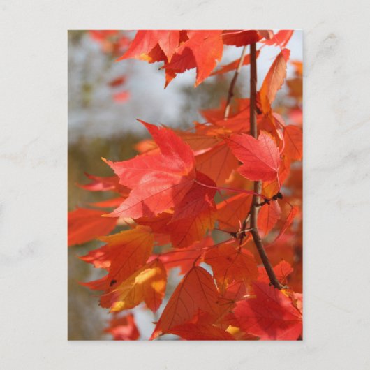 Herfstbrand Briefkaart (Voorkant)