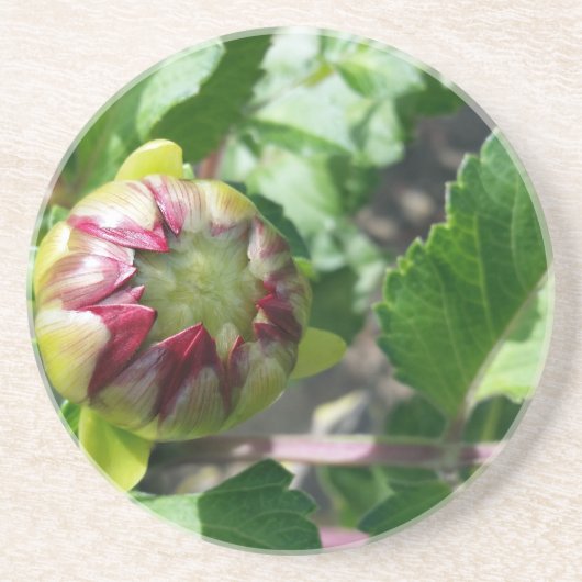 herfstbuis zandsteen onderzetter (Voorkant)