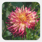 Herfstchrysanthemum – Warme Bloei Vierkante Sticker (Voorkant)