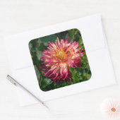 Herfstchrysanthemum – Warme Bloei Vierkante Sticker (Envelop)
