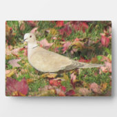 herfstduif fotoplaat (voorkant)