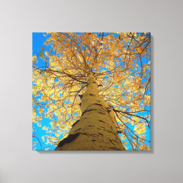 Herfsten downs, kijk omhoog! canvas afdruk