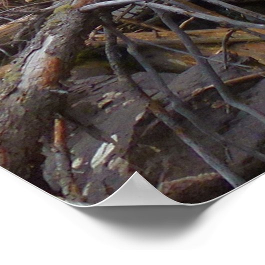 Herfsten in het Rocky Mountain National Park Poster (Hoek)