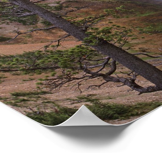 Herfsten met benedengeelsteen, Grand Canyon van Poster (Hoek)