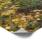 Herfsten van de Bald Poster (Hoek)