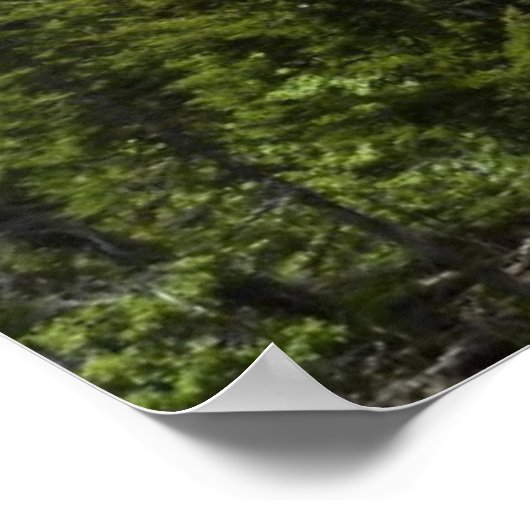 Herfsten van Eagle in Glacier National Park Poster (Hoek)