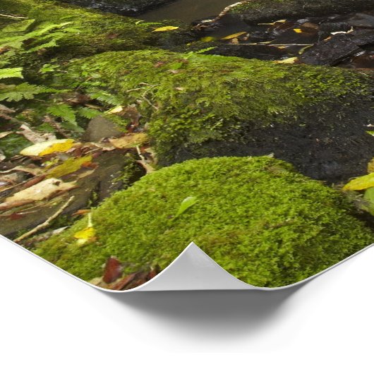 Herfsten van hoefijzer, Herfsten van Matai Poster (Hoek)