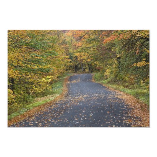 Herfstgeel langs de weg, Zuid-Vermont, VS Foto Afdruk (Voorkant)