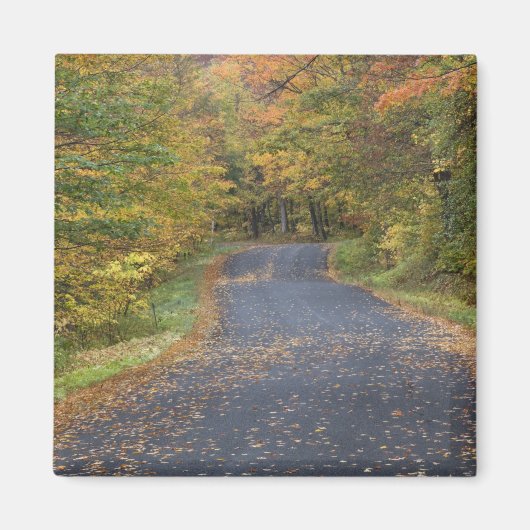 Herfstgeel langs de weg, Zuid-Vermont, VS Magneet (Voorkant)