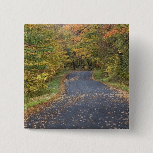 Herfstgeel langs de weg, Zuid-Vermont, VS Vierkante Button 5,1 Cm (Voorkant)