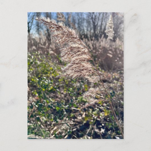 Herfstgelukzaligheid. Briefkaart (Voorkant)