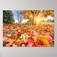 Herfstglans – Kleurrijke herfstnatuurfotografie