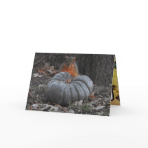 Herfstgroeten | Grappige eekhoorn eet pompoen