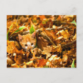 herfstkitten briefkaart (Voorkant)