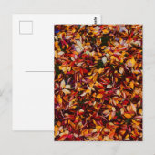 Herfstkleur bladval bladeren  briefkaart (Voorkant / Achterkant)
