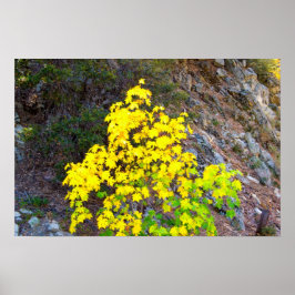 Herfstkleuren 1 Poster