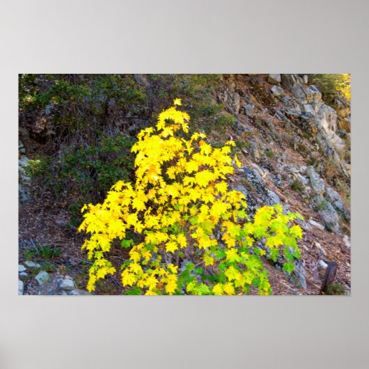 Herfstkleuren 1 Poster (Voorkant)