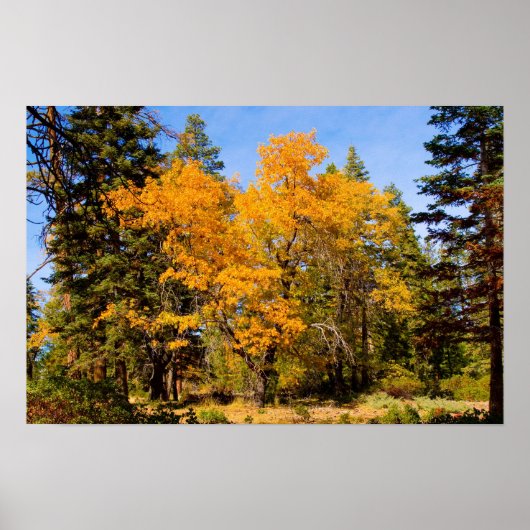 Herfstkleuren 5 Poster (Voorkant)