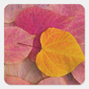 Herfstkleuren aan Forest Pansy Redbud afgevallen Vierkante Sticker