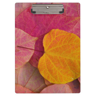 Herfstkleuren aan Forest Pansy redbud gevallen Klembord