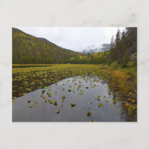 Herfstkleuren bij Cub Lake Briefkaart