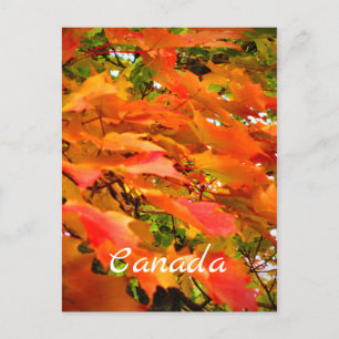 Herfstkleuren Esdoornboom Canada Briefkaart