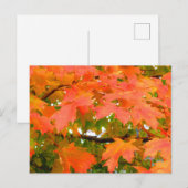 Herfstkleuren Esdoornboom Canada Briefkaart (Voorkant / Achterkant)