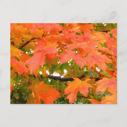 Herfstkleuren Esdoornboom Canada Briefkaart (Voorkant)