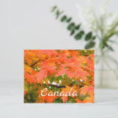 Herfstkleuren Esdoornboom Canada Briefkaart (Staand voorkant)