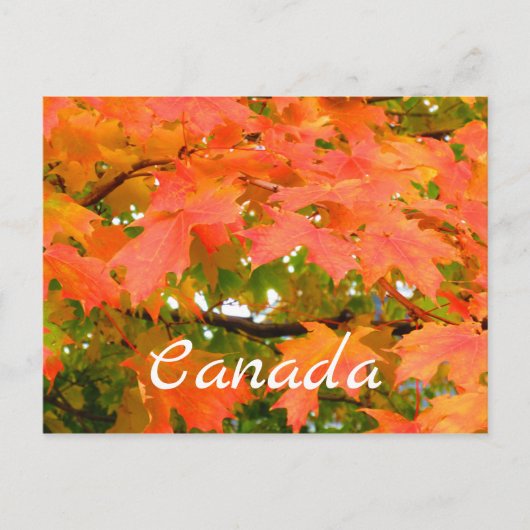 Herfstkleuren Esdoornboom Canada Briefkaart (Voorkant)