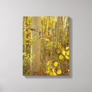 Herfstkleuren in de Colorado-aspes Canvas Afdruk