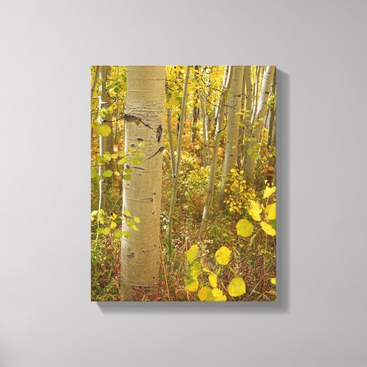 Herfstkleuren in de Colorado-aspes Canvas Afdruk (Voorkant)