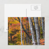 Herfstkleuren in het bos nabij Copper Harbor Briefkaart (Voorkant / Achterkant)