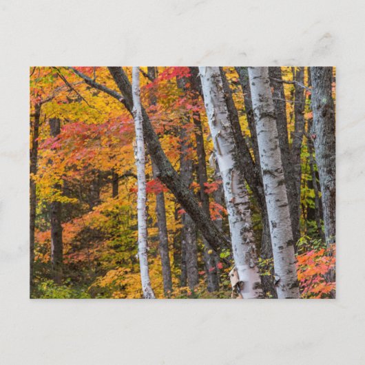Herfstkleuren in het bos nabij Copper Harbor Briefkaart (Voorkant)