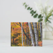 Herfstkleuren in het bos nabij Copper Harbor Briefkaart (Staand voorkant)