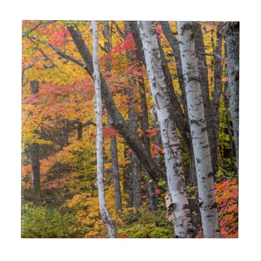Herfstkleuren in het bos nabij Copper Harbor Tegeltje (Voorkant)