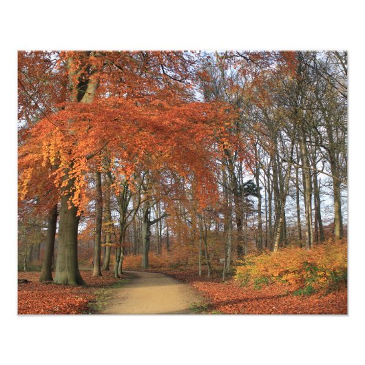 Herfstkleuren in het bossen landschap foto afdruk (Voorkant)