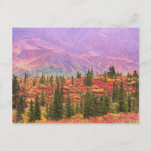 Herfstkleuren in het Nationaal Park Denali Briefkaart