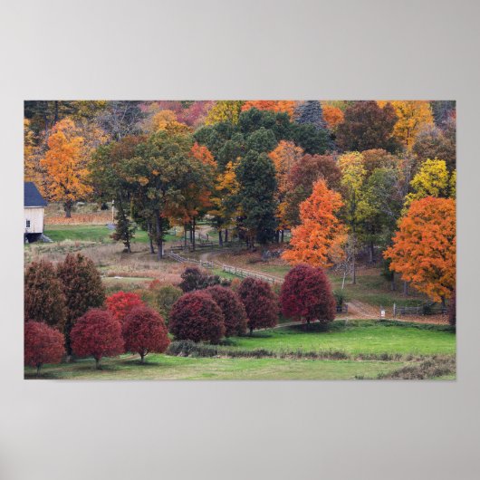 Herfstkleuren in Massachusetts Poster (Voorkant)