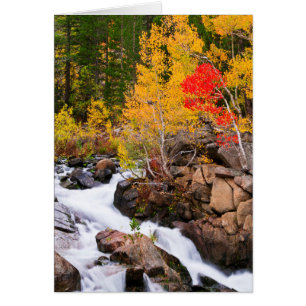 Herfstkleuren langs Bishop Creek, CA