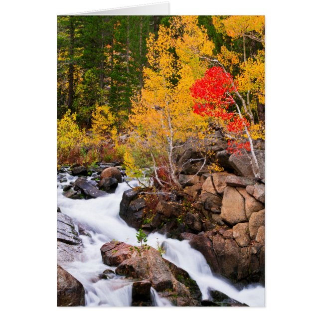 Herfstkleuren langs Bishop Creek, CA (Voorkant)