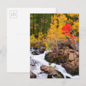 Herfstkleuren langs Bishop Creek, CA Briefkaart (Voorkant / Achterkant)