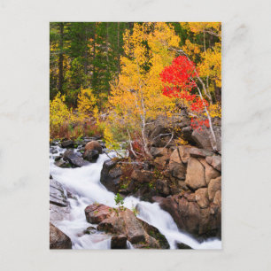 Herfstkleuren langs Bishop Creek, CA Briefkaart