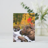 Herfstkleuren langs Bishop Creek, CA Briefkaart (Staand voorkant)