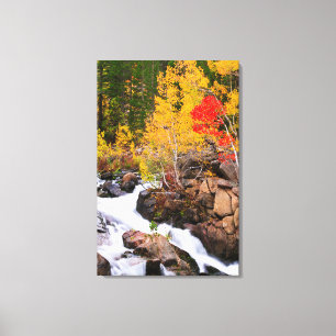 Herfstkleuren langs Bishop Creek, CA Canvas Afdruk