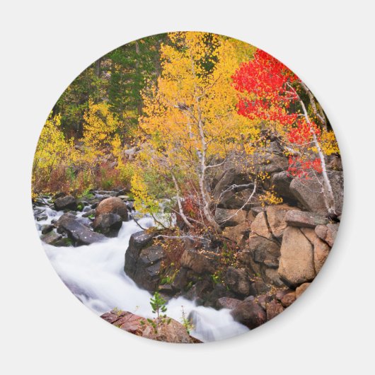 Herfstkleuren langs Bishop Creek, CA Magneet (Voorkant)