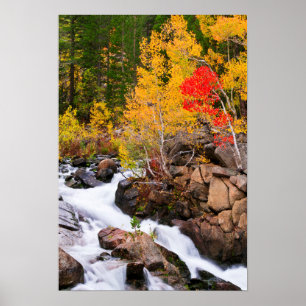 Herfstkleuren langs Bishop Creek, CA Poster