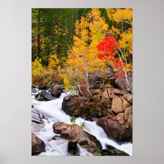 Herfstkleuren langs Bishop Creek, CA Poster (Voorkant)