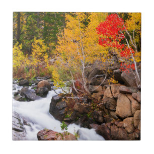 Herfstkleuren langs Bishop Creek, CA Tegeltje