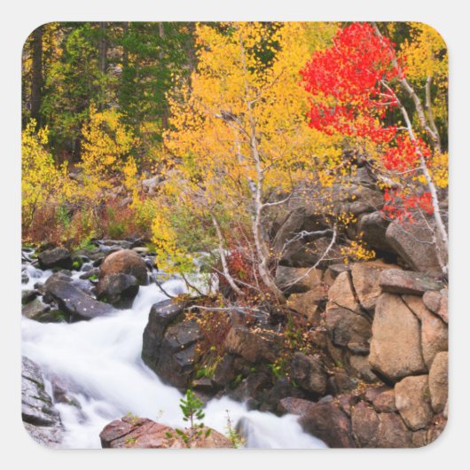 Herfstkleuren langs Bishop Creek, CA Vierkante Sticker (Voorkant)